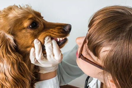 dog dentist in Combee Settlement