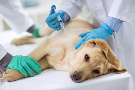 vet for dog vaccination in Three Lakes