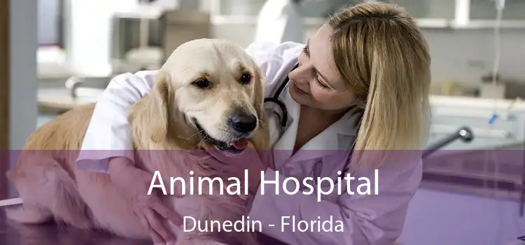 Animal Hospital Dunedin - Florida