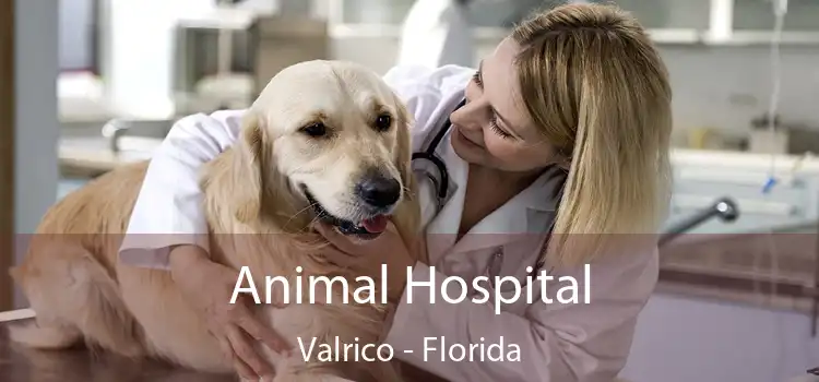 Animal Hospital Valrico - Florida