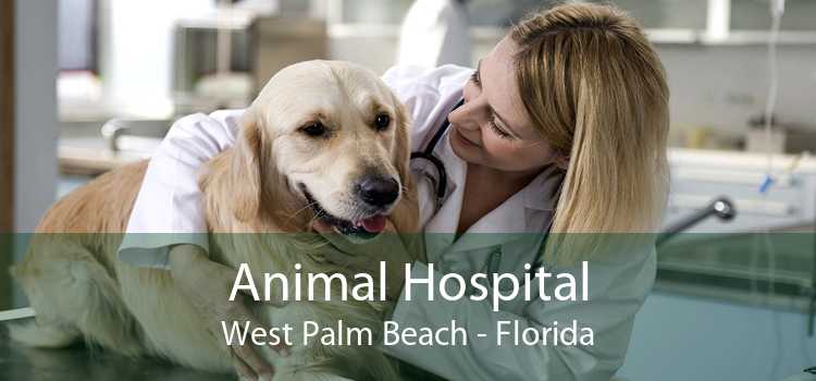 Animal Hospital West Palm Beach - Small, Affordable, And Emergency