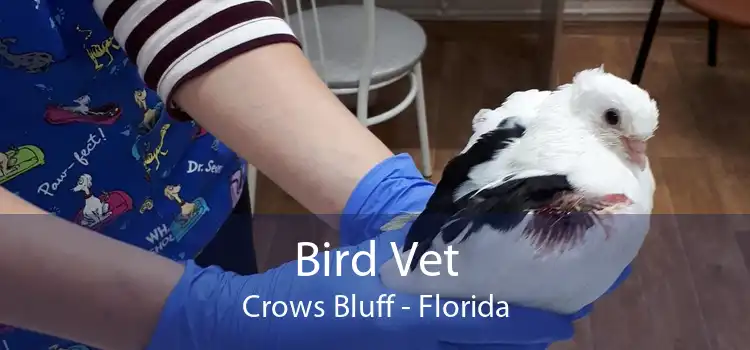 Bird Vet Crows Bluff - Florida