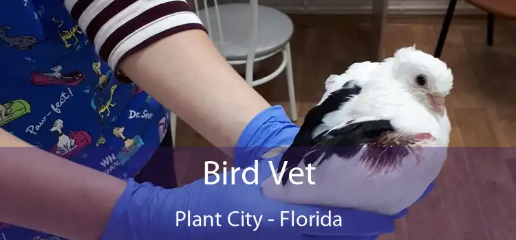 Bird Vet Plant City - Florida