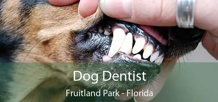 Dog Dentist Fruitland Park - Florida