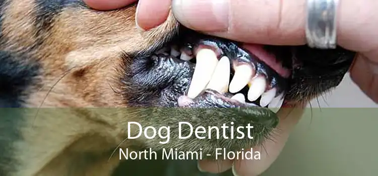 Dog Dentist North Miami - Florida
