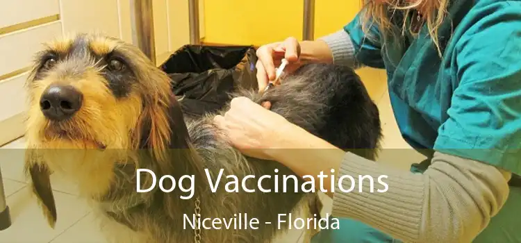 Dog Vaccinations Niceville - Florida