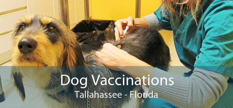 dog-vaccinations-tallahassee-low-cost-dog-vaccinations-near-me