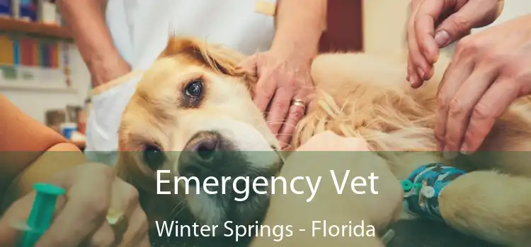 Emergency Vet Winter Springs - Florida