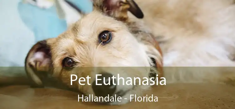 Pet Euthanasia Hallandale - Florida