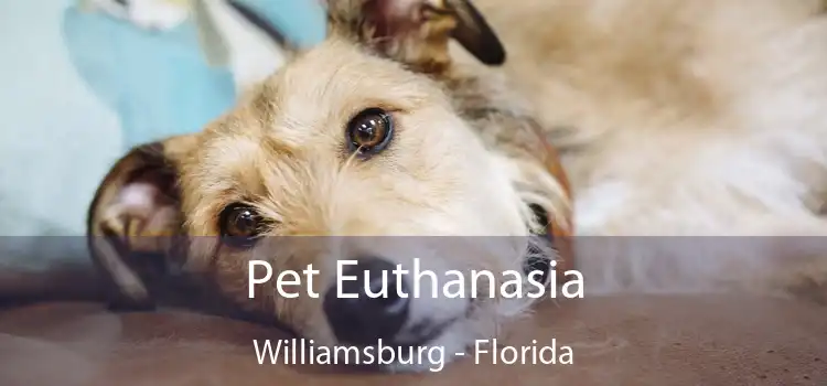 Pet Euthanasia Williamsburg - Florida