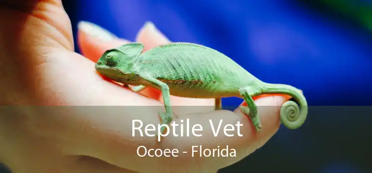 Reptile Vet Ocoee - Florida
