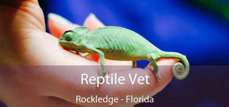 Reptile Vet Rockledge - Florida