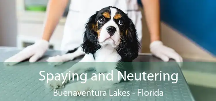 Spaying and Neutering Buenaventura Lakes - Florida