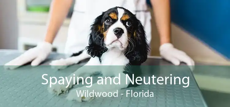 Spaying and Neutering Wildwood - Florida