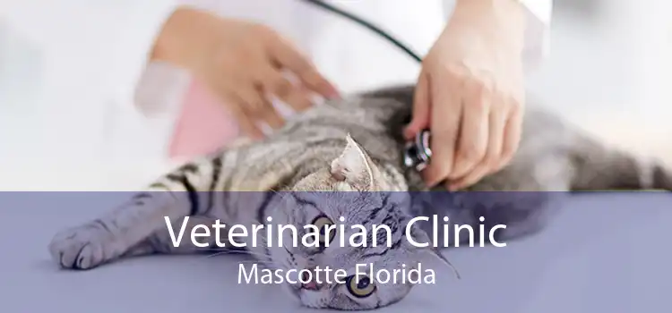 Veterinarian Clinic Mascotte Florida