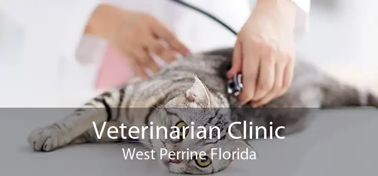 Veterinarian Clinic West Perrine Florida