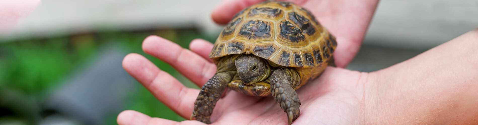 Reptile Vet Winter Garden - 24 Hour Reptile Vet Near Me